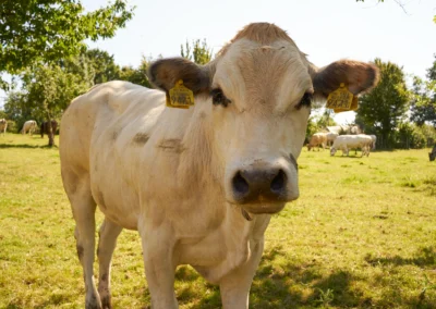 Camping Gastmolen Vaals Zuid Limburg - koe in de wei